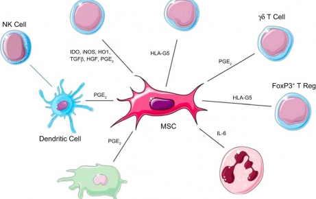 Stemcell (SVF)
